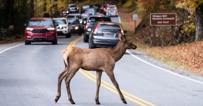 Hi-Vis Vested Deer Spotted Across Road in Hillsdale County.