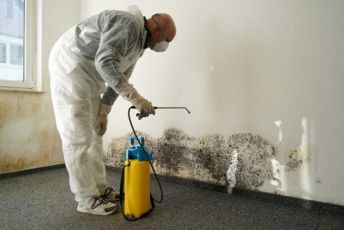 Mold Inspection